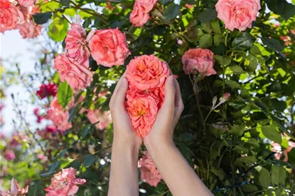 Die Rose – die Königin der Pflanzen für Balkon und Terrasse