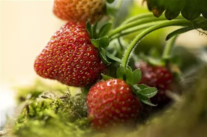 Erdbeeren – rot, rund und richtig lecker!