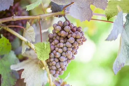 Warum Wein eigentlich aus Beeren gemacht wird