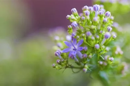 Blaues Halskraut - Einpflanzen im Garten
