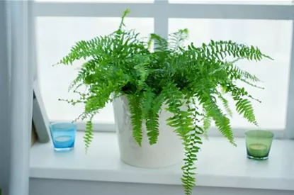 Schwertfarn - Einpflanzen in ein Gefäß