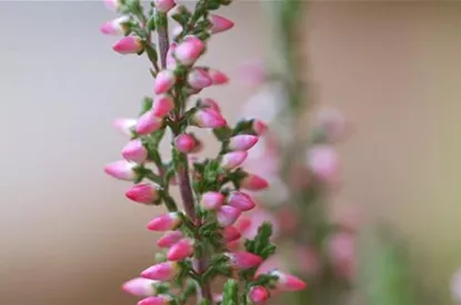 Winterharte Knospenheide - Einpflanzen im Garten