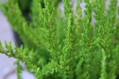 Besenheide - Einpflanzen im Garten