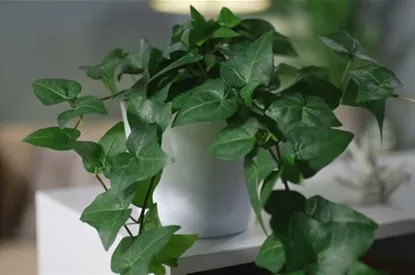 Zimmerpflanzenportrait - Efeu