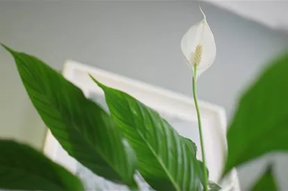 Zimmerpflanzenportrait - Einblatt