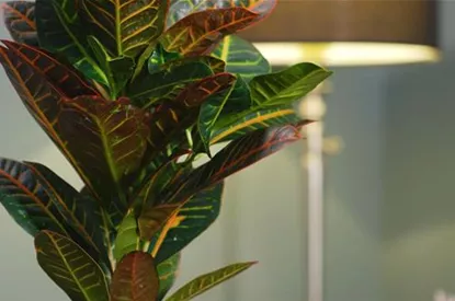 Zimmerpflanzenportrait - Wunderstrauch