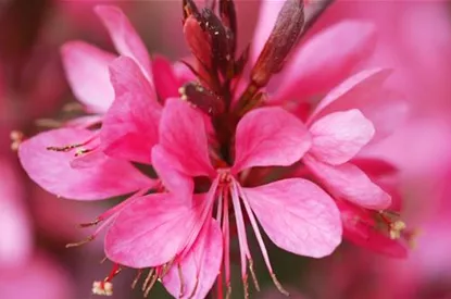 Prachtkerze - Einpflanzen im Garten