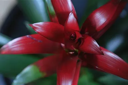 Bromelie (rot) - Umtopfen