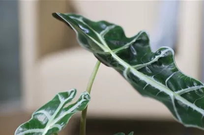 Pfeilblatt- Umtopfen